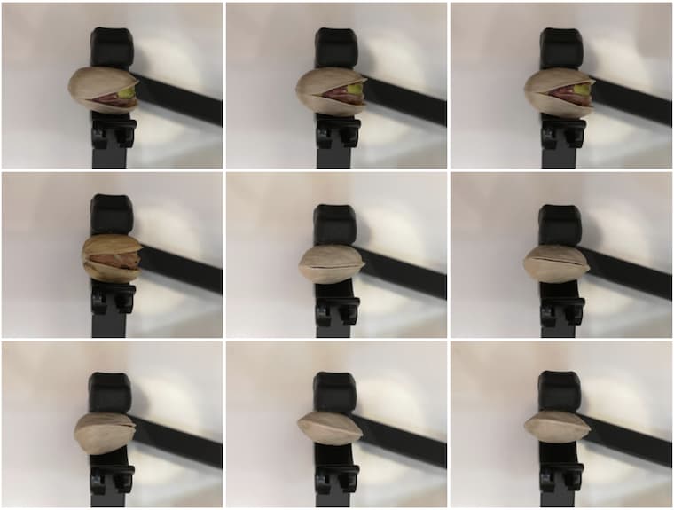 Samples of a pistachio dataset